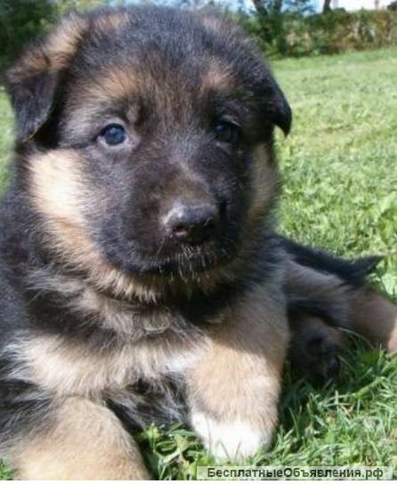 Немецкая Овчарка 1 Месяц Фото