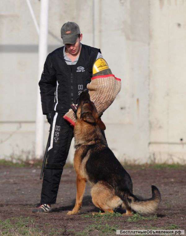 Зонарный Окрас Немецкой Овчарки Фото