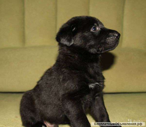 Черная Немецкая Овчарка 5 Месяцев Фото